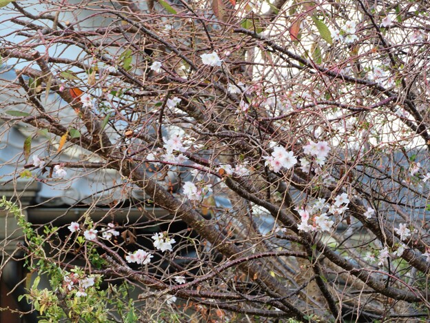 IMG_231113 (49)　十月桜
