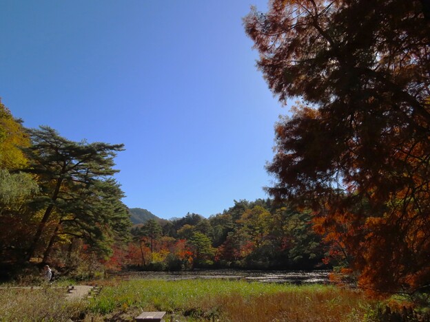 IMG_231121 (83)　森林植物園の長谷池