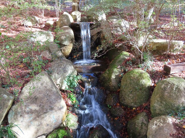 IMG_231121 (85)　森林植物園の小さな滝（２）