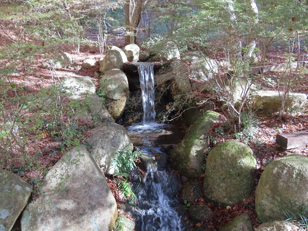 IMG_231121 (87)　森林植物園の小さな滝（４）
