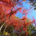 Photos: IMG_231121 (90)　森林植物園の紅葉