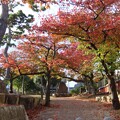 Photos: IMG_231123 (45)　横河公園の紅葉