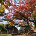 Photos: IMG_231123 (47)　横河公園の紅葉