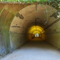Photos: IMG_231121 (158)　森林公園　青葉トンネル
