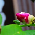 写真: IMG_231218 (46)　山茶花の蕾