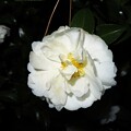写真: IMG_231224 (1)　早朝の白い山茶花