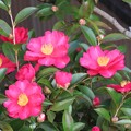 写真: IMG_231229 (1)　庭の山茶花