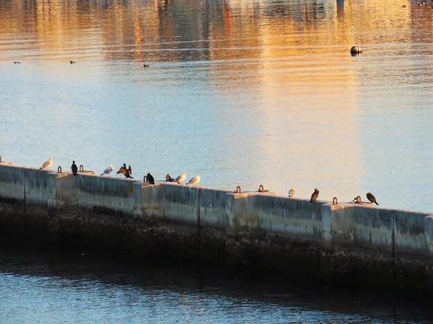 写真: IMG_240101 (67)　初日の出を拝む鳥達