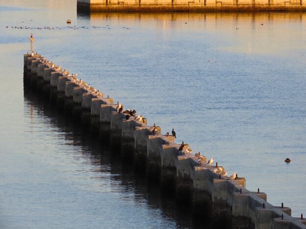 写真: IMG_240101 (69)　初日の出を拝む鳥達