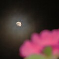 IMG_240121 (27)　雲間に現れたお月さん
