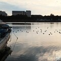 IMG_240207 (22)　漁港の鴨たち