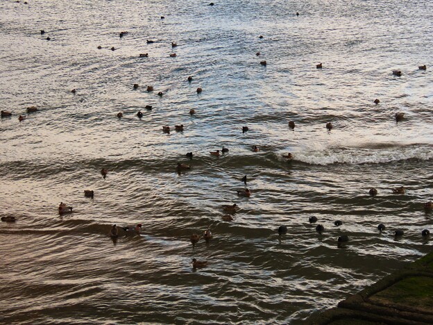 IMG_240309 (8)　海辺の鴨たち