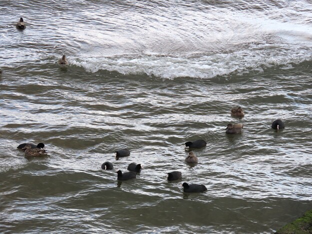 写真: IMG_240309 (7)　海辺の鴨たち