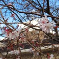 写真: IMG_240309 (25)　梅？　桜？
