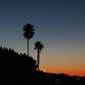 写真: IMG_240311 (8)　海浜公園の夜明け