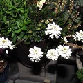 写真: IMG_240314 (11)　白い花