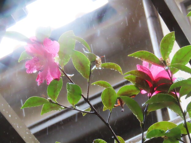 写真: IMG_240312 (9)　雨降りの山茶花