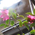 写真: IMG_240312 (9)　雨降りの山茶花