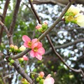 写真: IMG_240309 (43)　木瓜の花