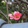 写真: IMG_240309 (44)　木瓜の花