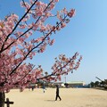 IMG_240316 (10)　公園の河津桜