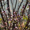 写真: IMG_240318 (60)　川原の桃の蕾