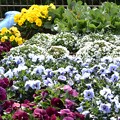 写真: IMG_240318 (87)　花壇のビオラ