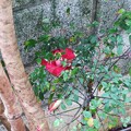 写真: IMG_240325 (1)　薮椿の落花