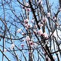 写真: IMG_240318 (110)　杏の花