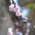写真: IMG_240318 (118)　杏の花