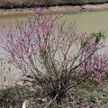 写真: IMG_240327 (45)　川原の桃の花