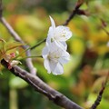 写真: IMG_240330 (56)　山桜