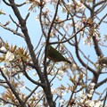 IMG_240330 (65)　山桜にメジロ