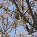 写真: IMG_240330 (67)　山桜にメジロ