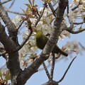 写真: IMG_240330 (72)　山桜にメジロ
