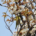 写真: IMG_240330 (69)　山桜にメジロ