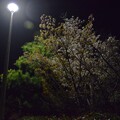 写真: IMG_240402 (1)　早朝の山桜