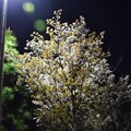 写真: IMG_240402 (4)　早朝の山桜