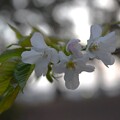 写真: IMG_240402 (16)　早朝の大島桜