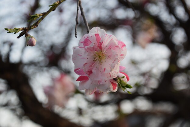 写真: IMG_240402 (24)　早朝の花桃