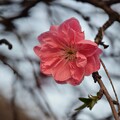 写真: IMG_240402 (25)　早朝の花桃