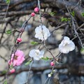 写真: IMG_240402 (27)　早朝の花桃