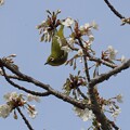 写真: IMG_240330 (78)　山桜にメジロ