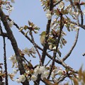写真: IMG_240330 (81)　山桜にメジロ