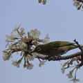 写真: IMG_240330 (85)　山桜にメジロ