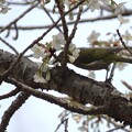 写真: IMG_240330 (83)　山桜にメジロ