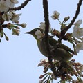 写真: IMG_240330 (95)　山桜にメジロ
