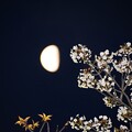 写真: IMG_240401 (15)　月と山桜