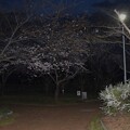 写真: IMG_240401 (4)　夜明け前の染井吉野