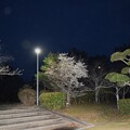 写真: IMG_240401 (11)　夜明け前の山桜